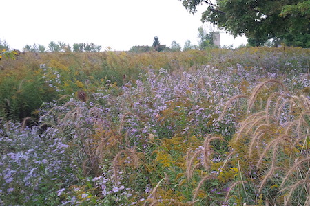 ecological restoration in Ontario