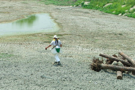 ecological restoration in Ontario