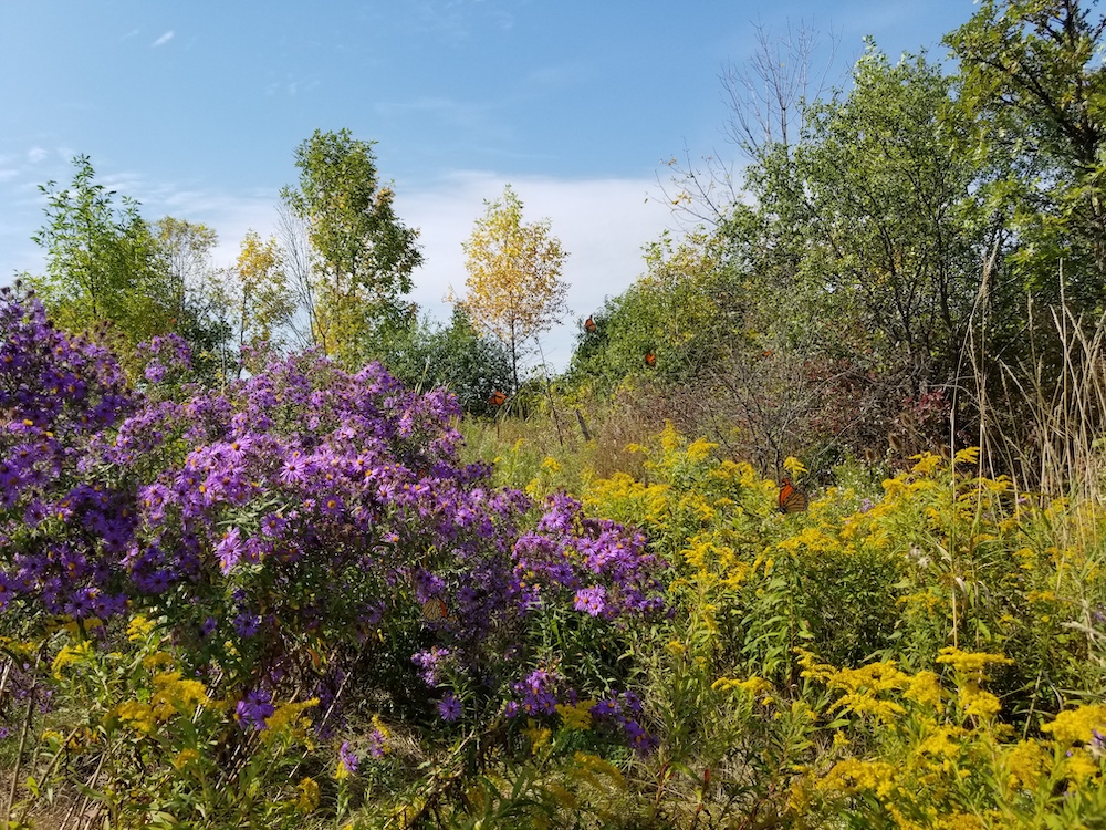 Asters and goldenrod