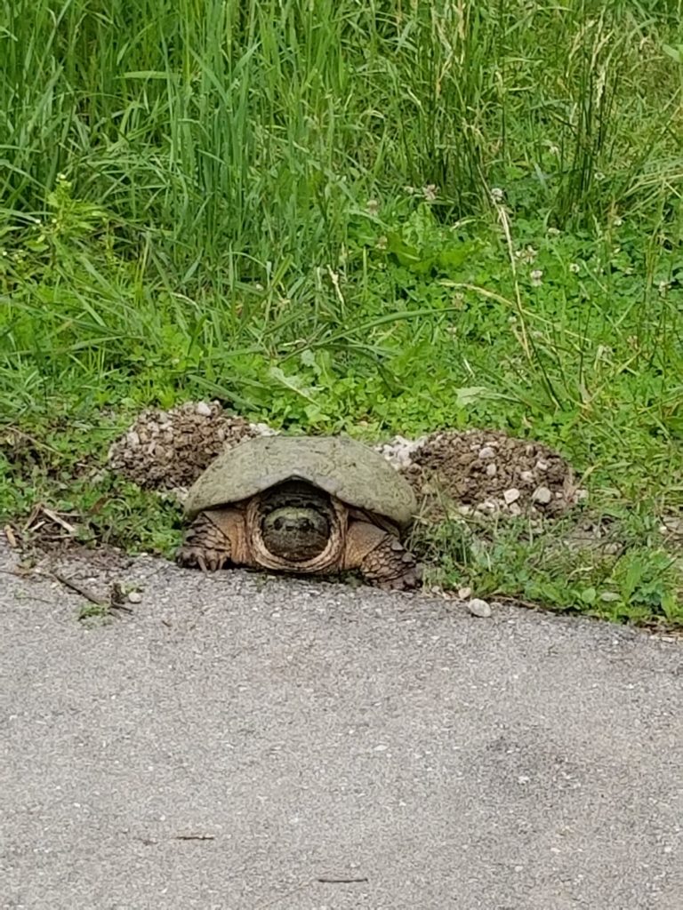 Nesting snapping turtle