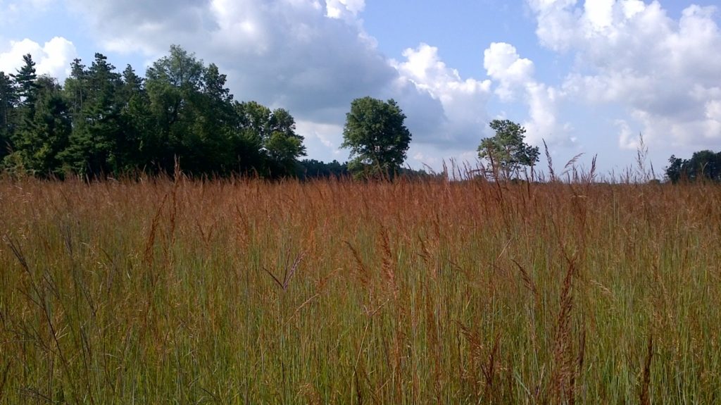 Field of Indian Grass