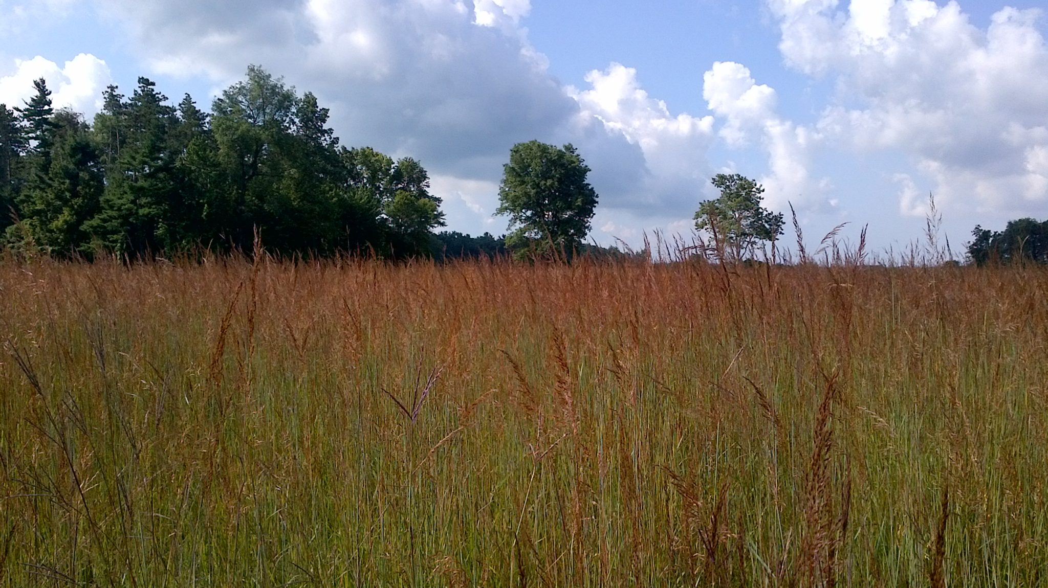 Meadow & Grassland Restoration - Quiet Nature