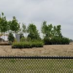 Delivery of native trees
