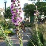 Butterfly on blazing star