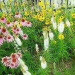 Coneflower and white blazing star